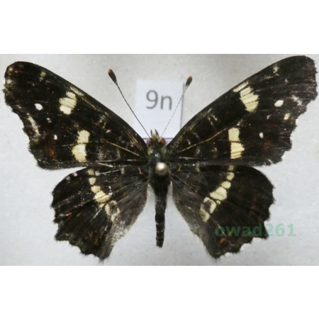 Araschnia levana (Linnaeus, 1758) male form Rusałka kratkowiec Poland9n